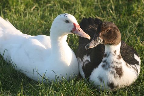 Muscovy ducks for sale near me. Things To Know About Muscovy ducks for sale near me. 